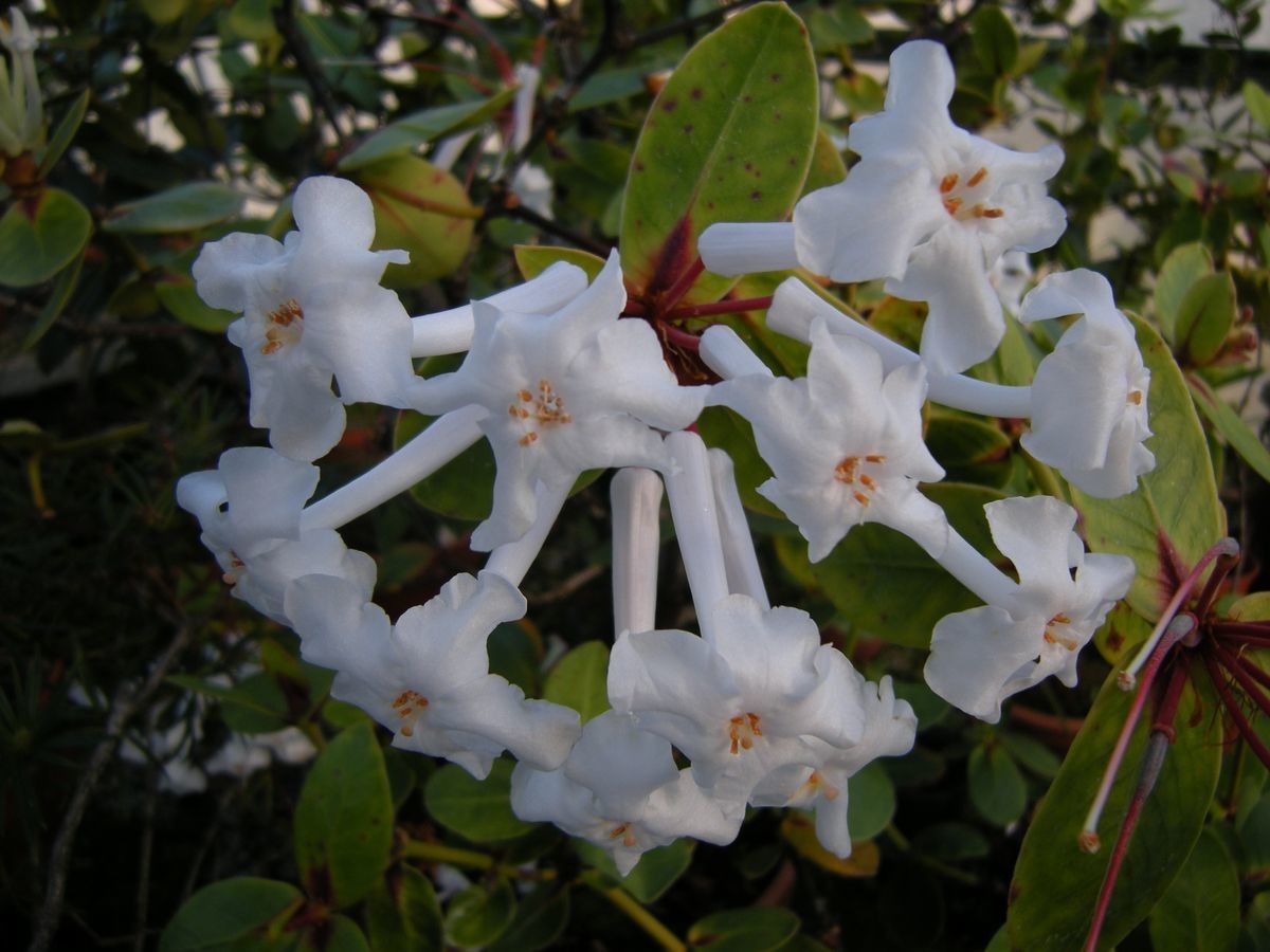 Rhododendron suaveolens flower