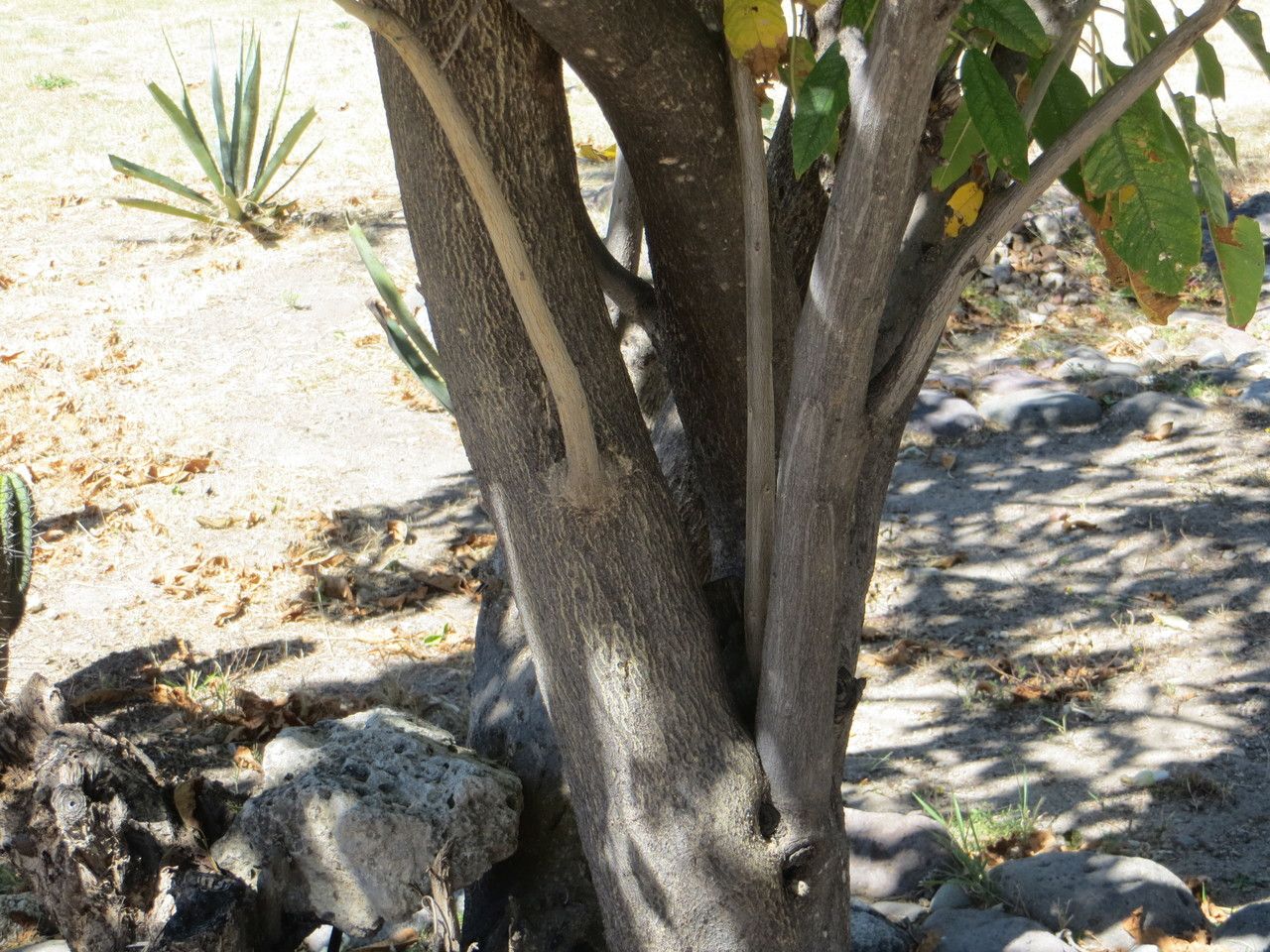 Ipomoea arborescens bark