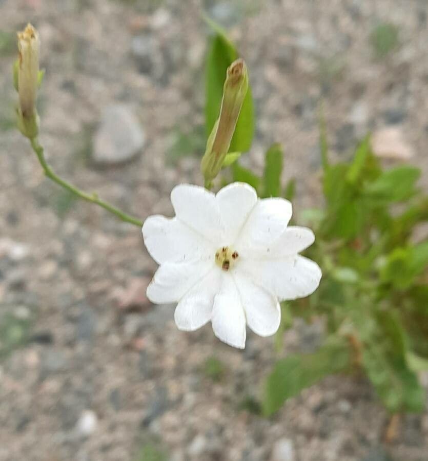Nicotiana paa flower