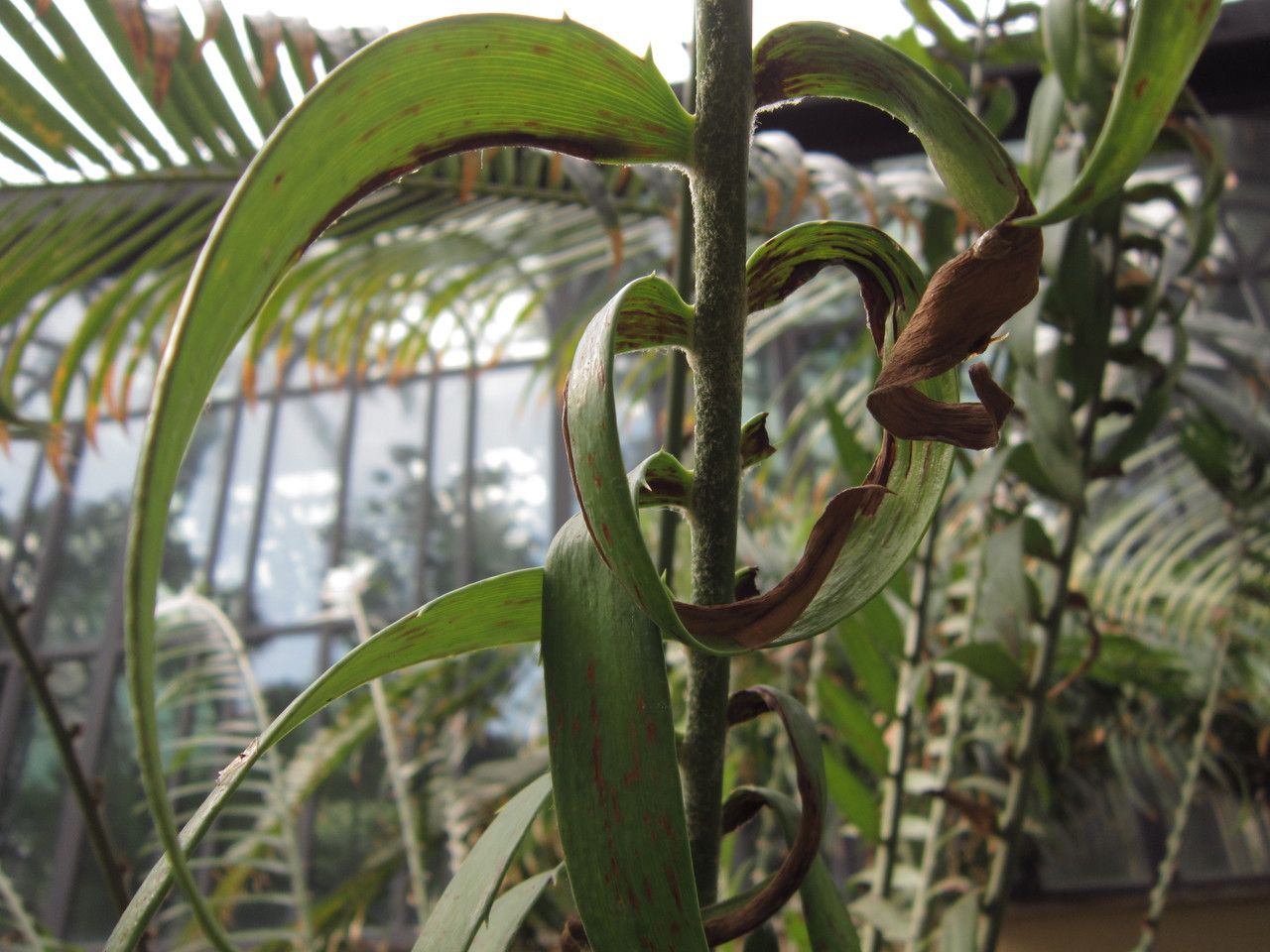 Encephalartos aemulans other