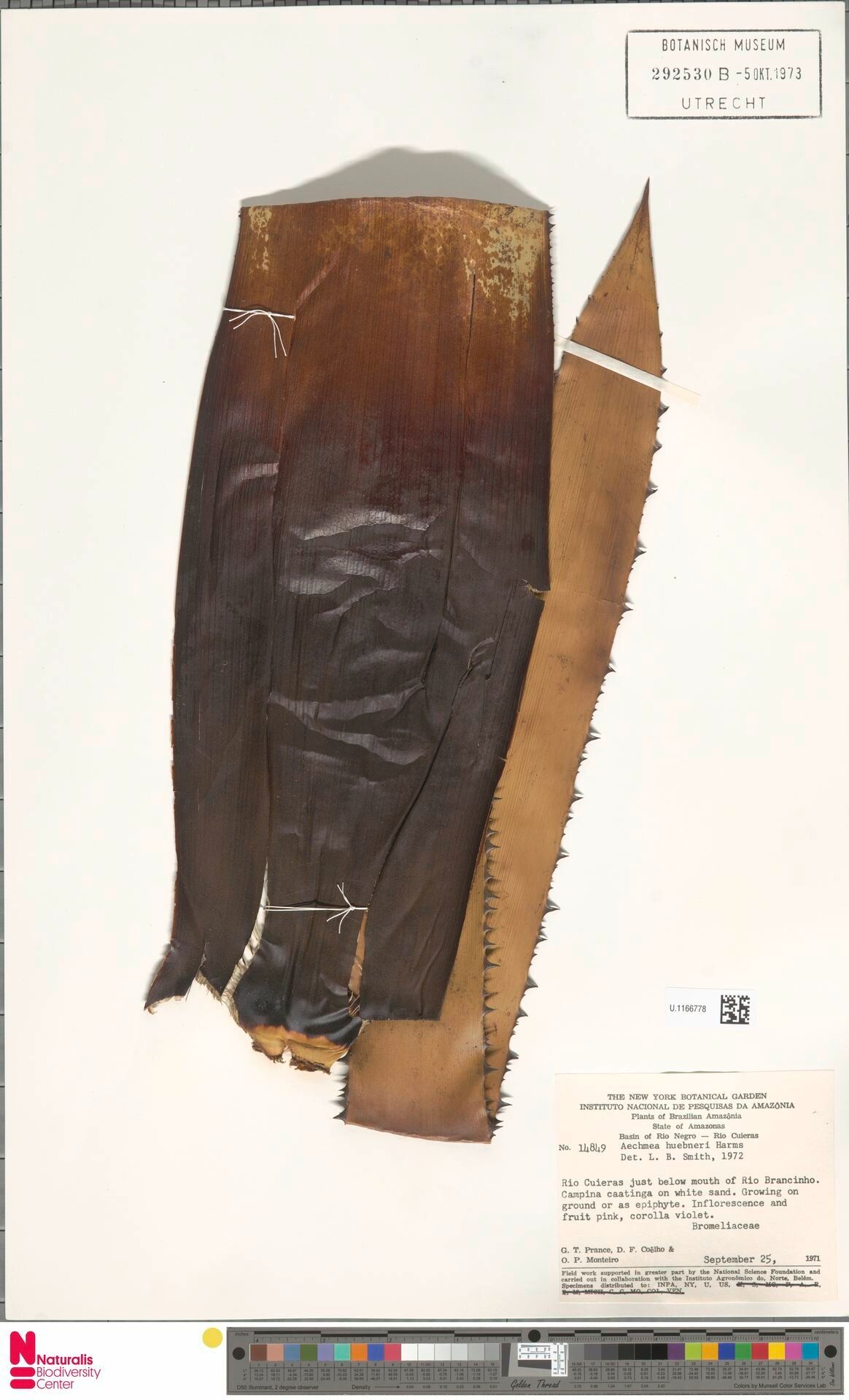 Aechmea huebneri leaf