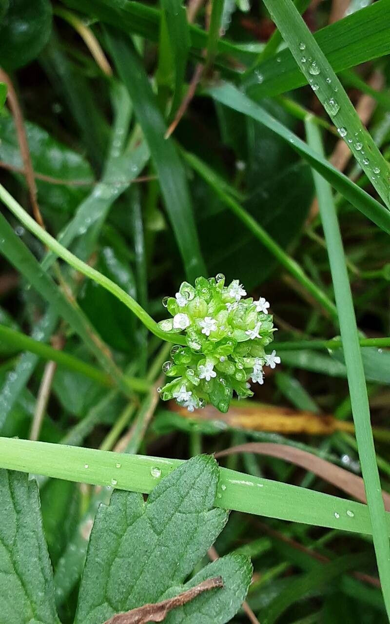 Valeriana woodsiana flower
