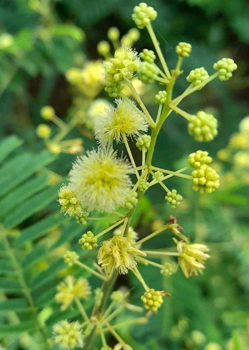 Senegalia tucumanensis flower