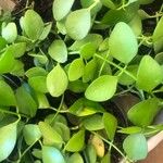 Dischidia nummularia