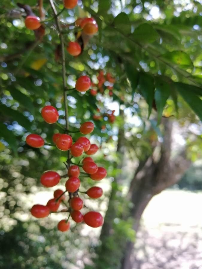Picramnia antidesma fruit