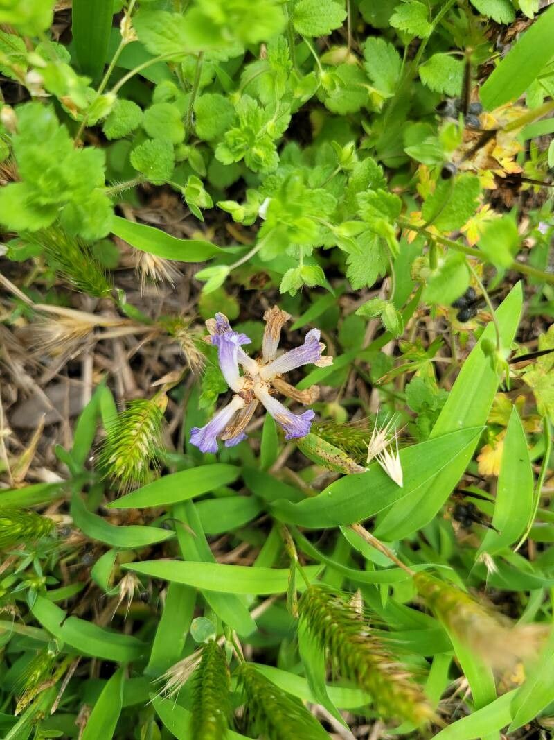 Astragalus lindheimeri — houseplant care guide