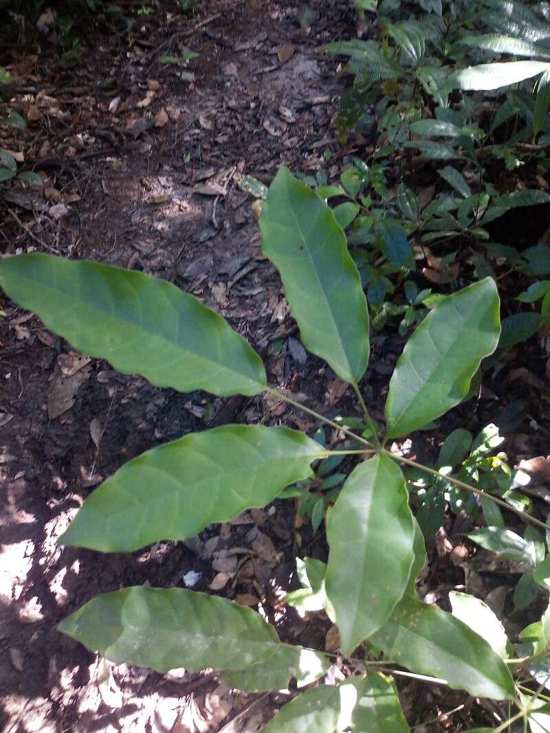 Schefflera decaphylla — search result for 'Schefflera'