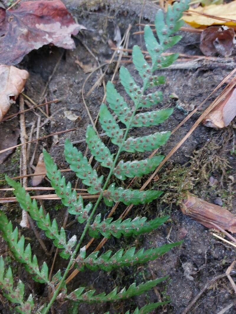 Dryopteris carthusiana fruit