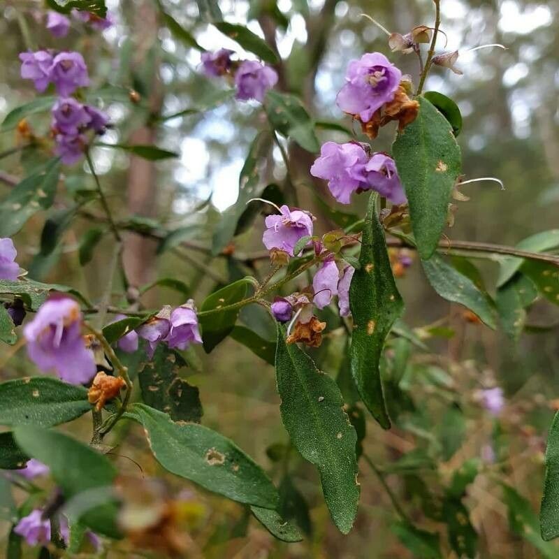 Prostanthera ovalifolia flower