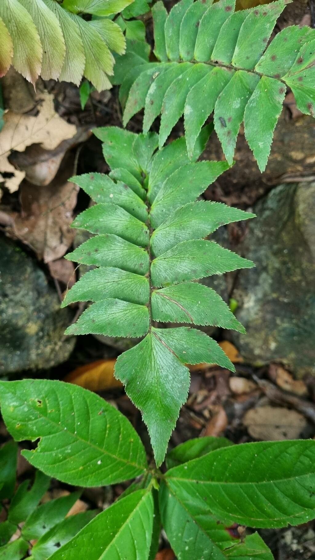 Adiantum petiolatum — search result for 'Adiantum'