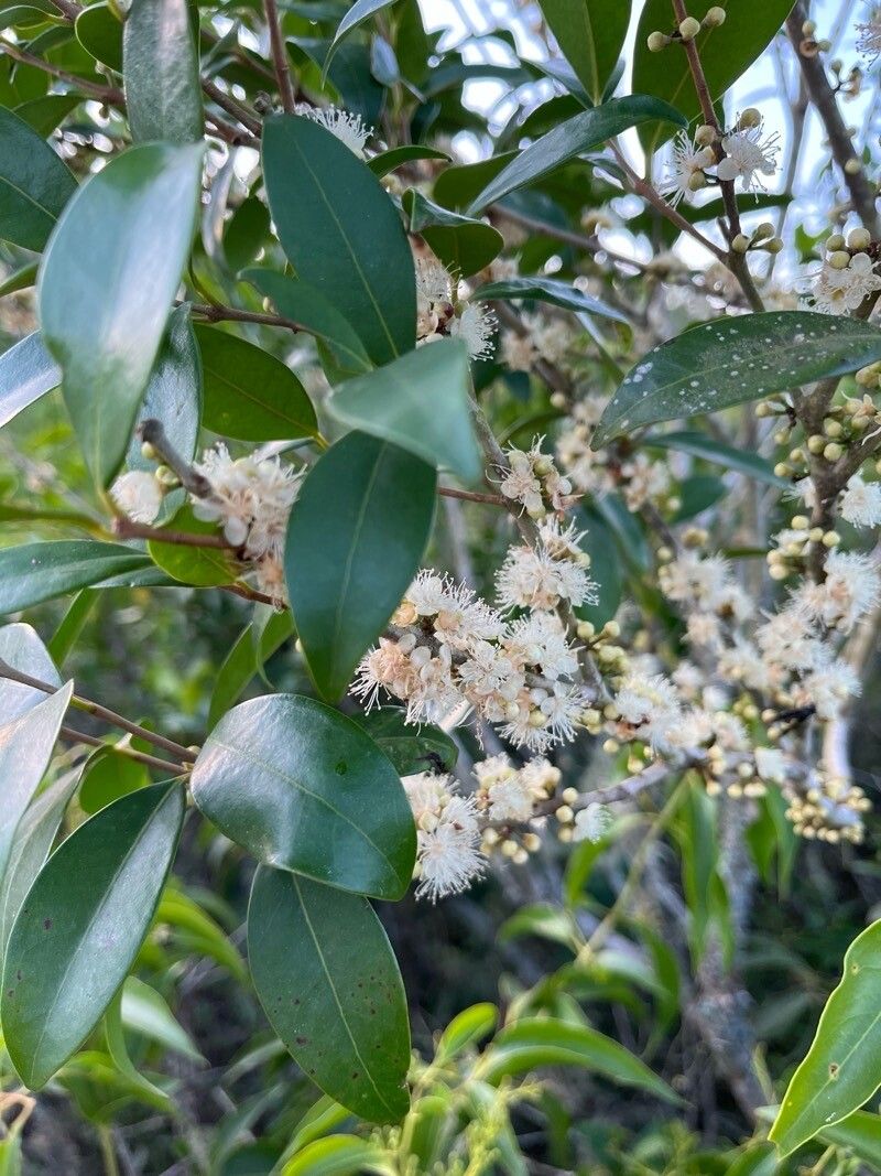 Eugenia axillaris flower