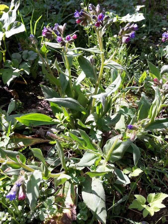 Pulmonaria mollis habit