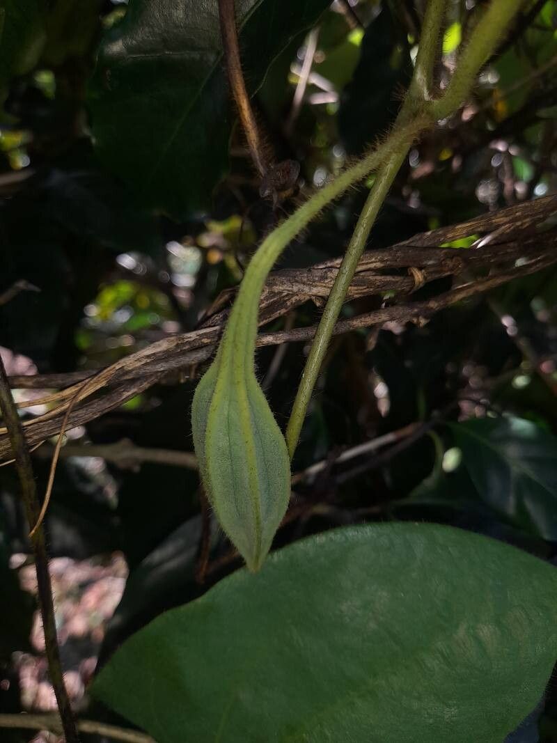 Aristolochia pilosa fruit