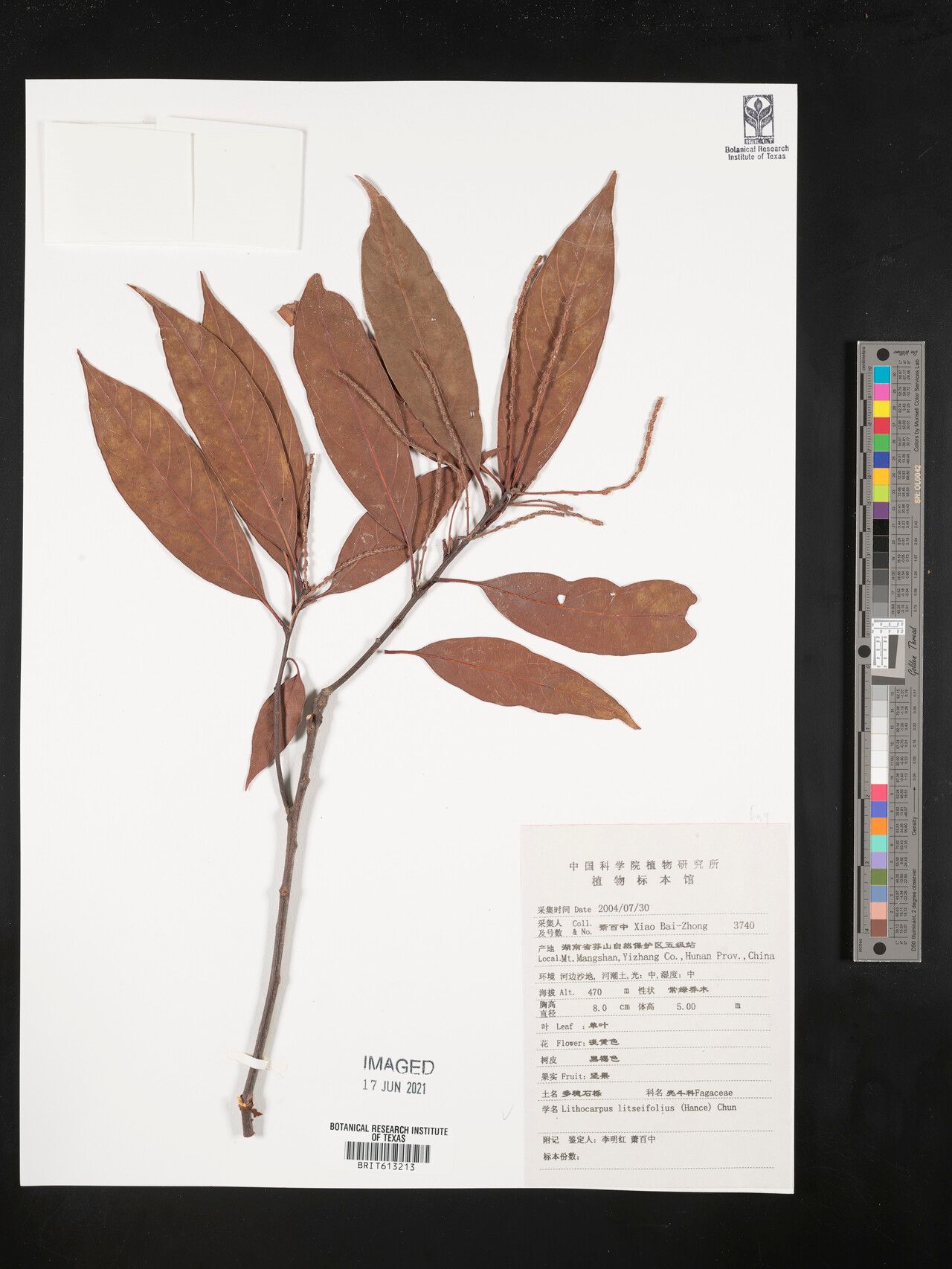 Lithocarpus litseifolius — search result for 'Lithocarpus'