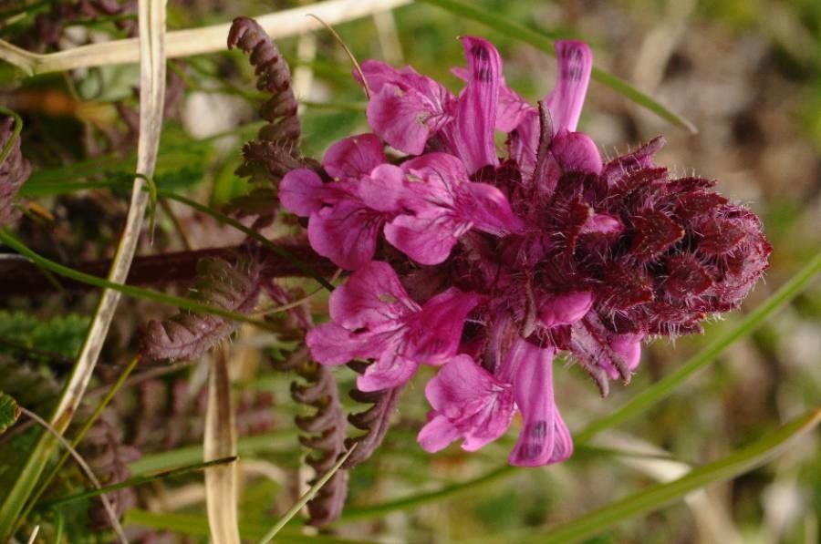 Pedicularis verticillata flower