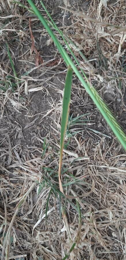 Hordeum bulbosum leaf