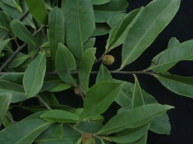 Diospyros lanceifolia habit