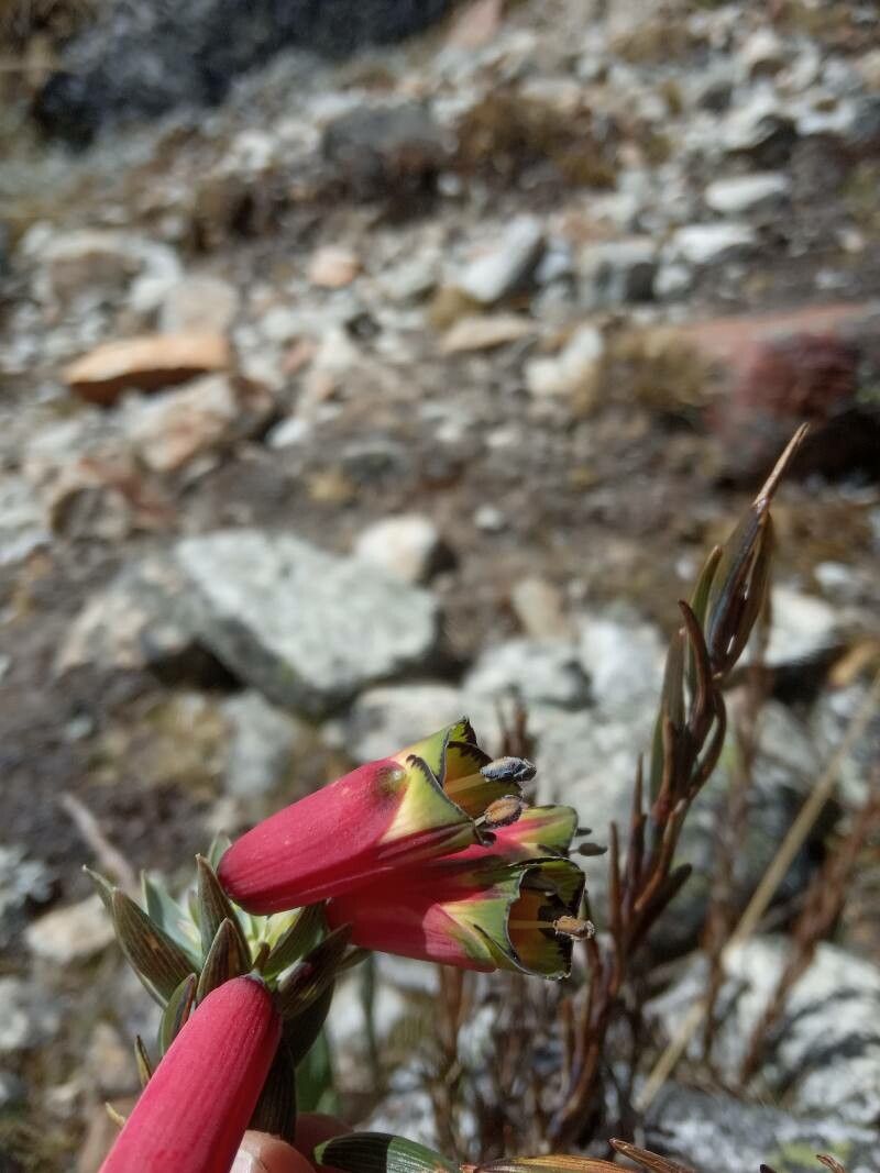 Bomarea dulcis flower