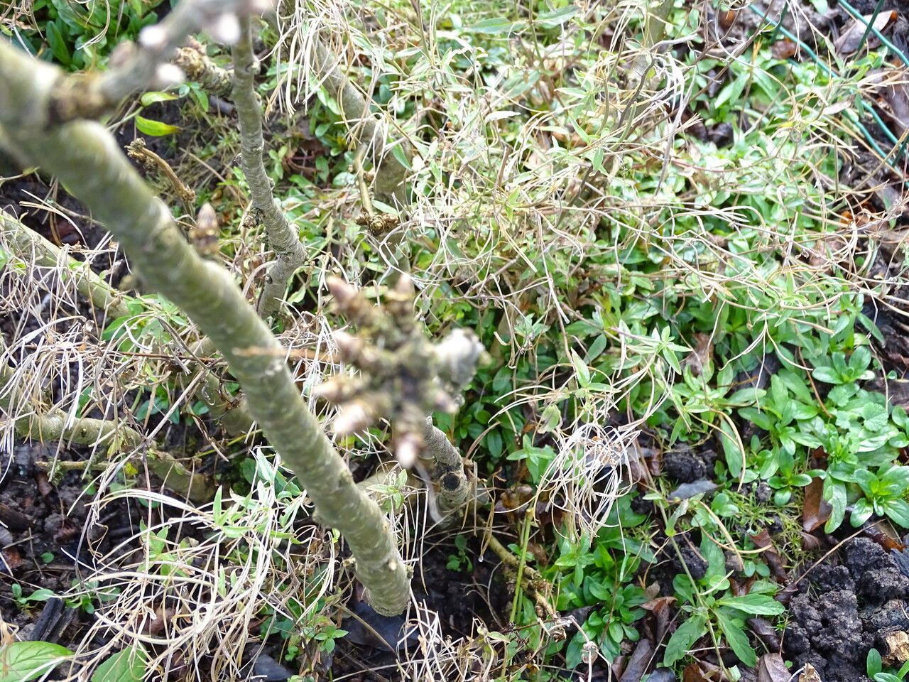 Caragana decorticans bark