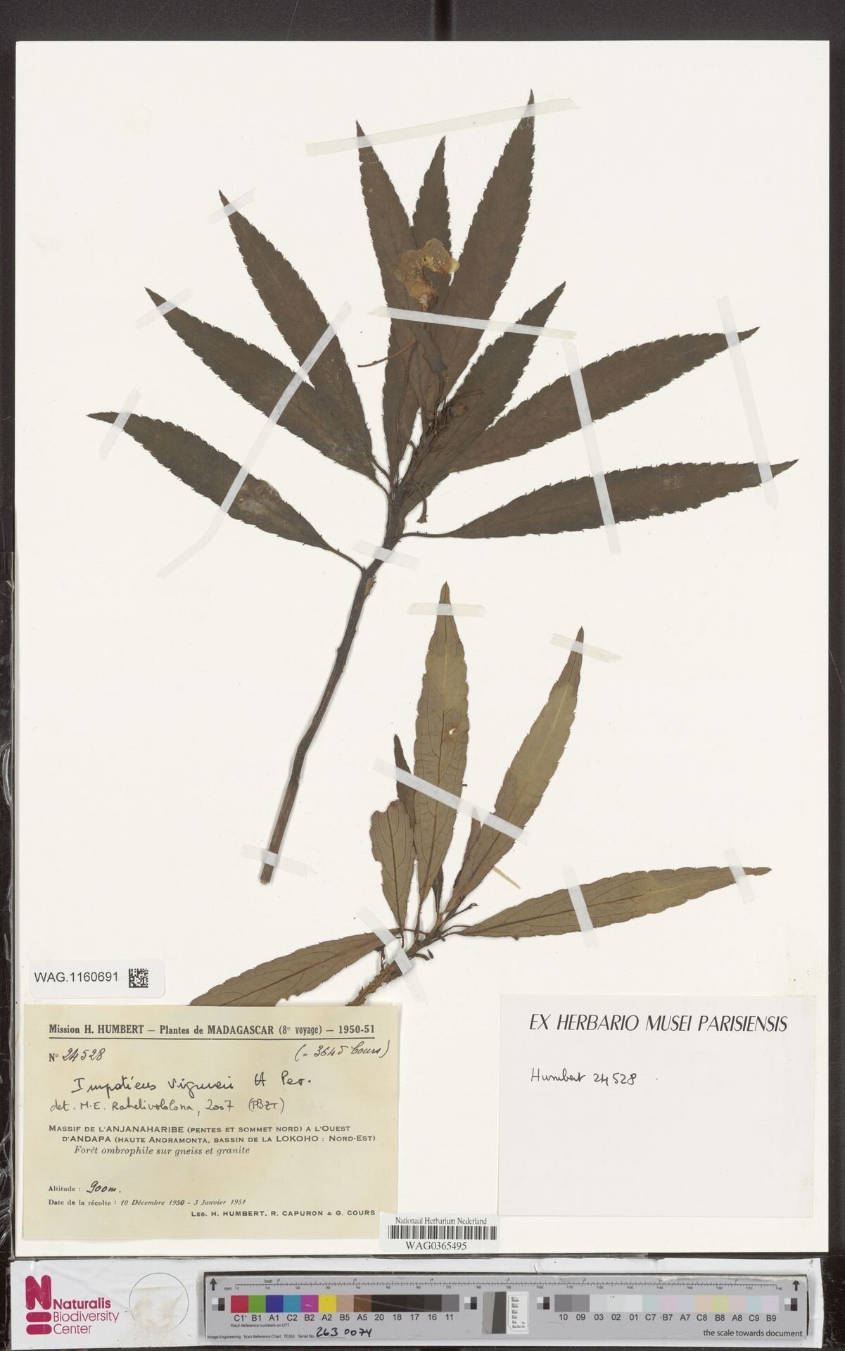 Impatiens viguieri — houseplant care guide