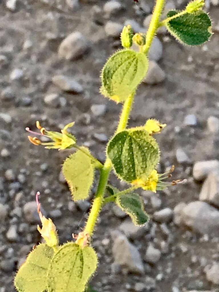 Cleome fimbriata flower
