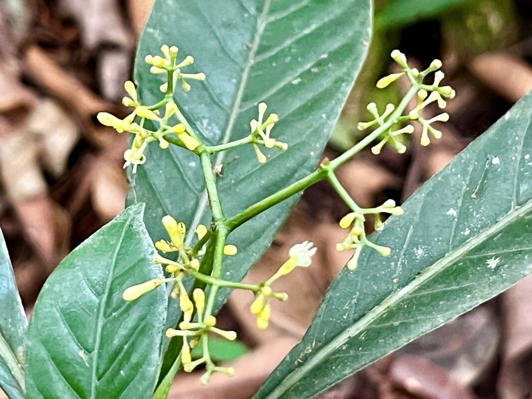 Psychotria marginata flower