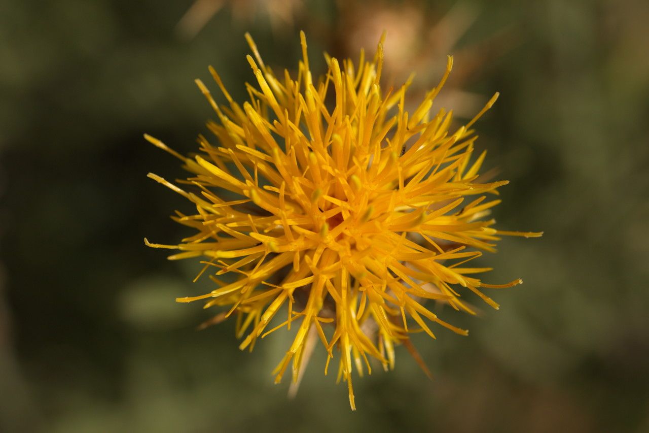 Centaurea acaulis flower
