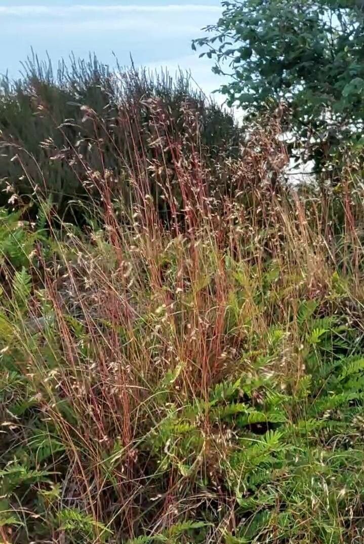 Avenella flexuosa fruit