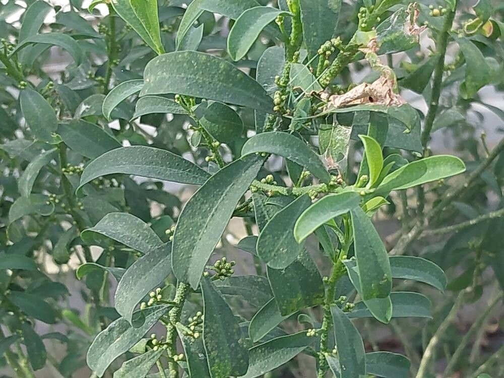 Philotheca myoporoides leaf