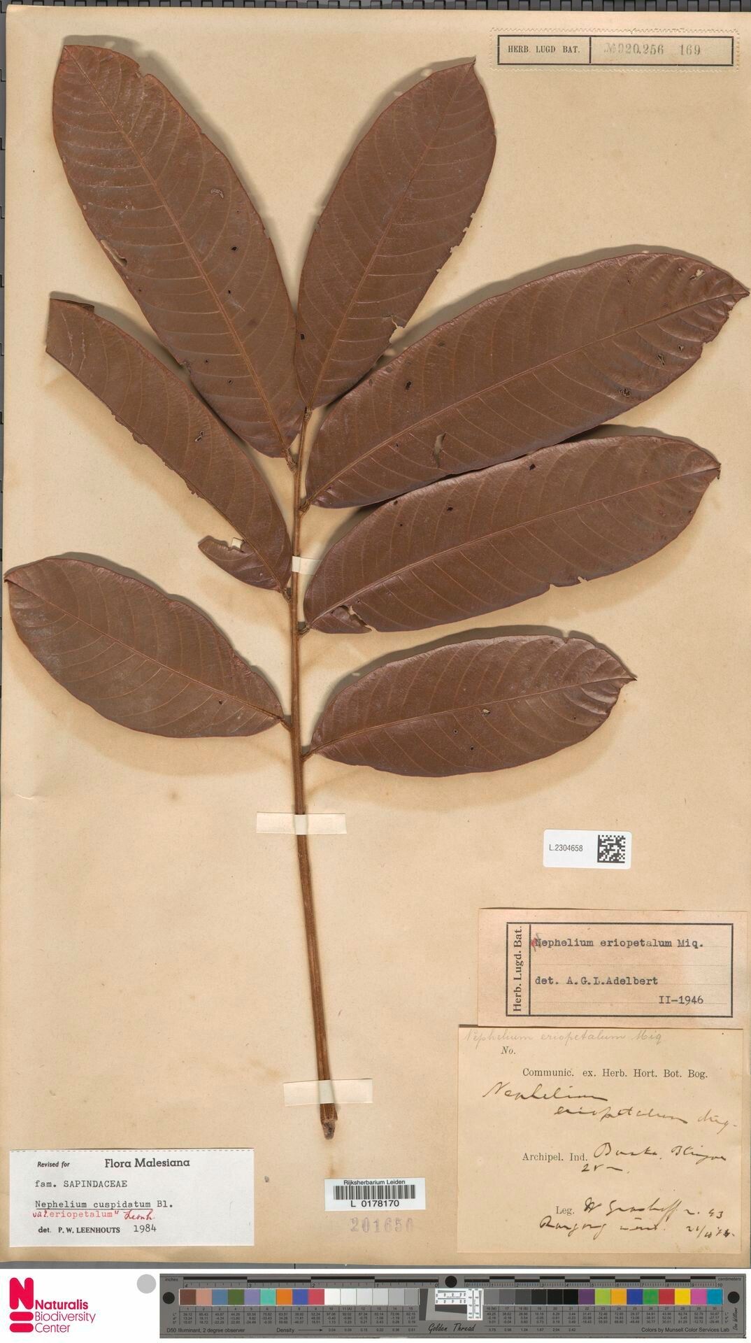 Nephelium cuspidatum — related species from the same genus