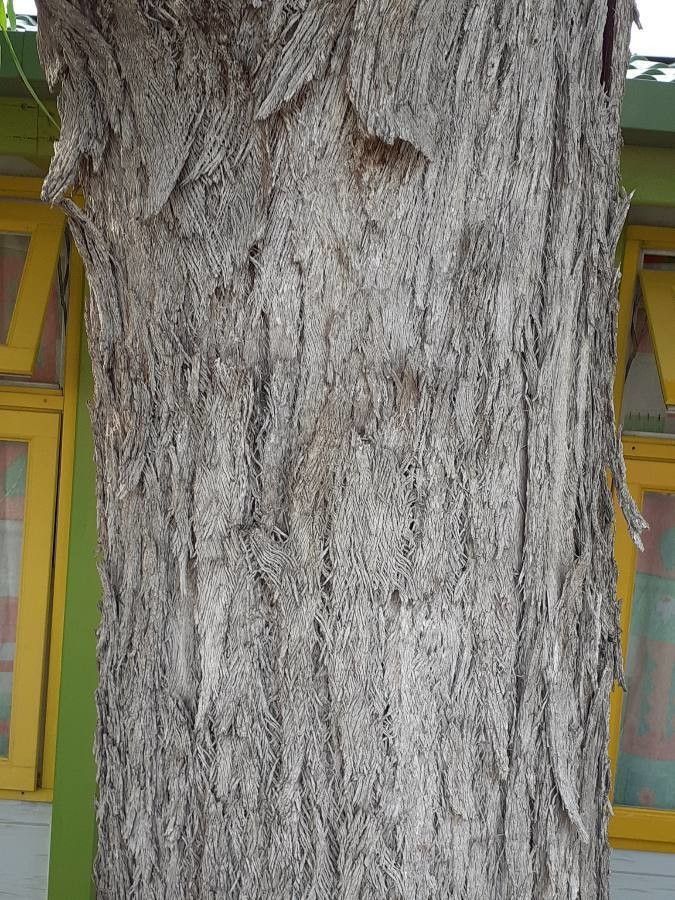 Eucalyptus gomphocephala bark