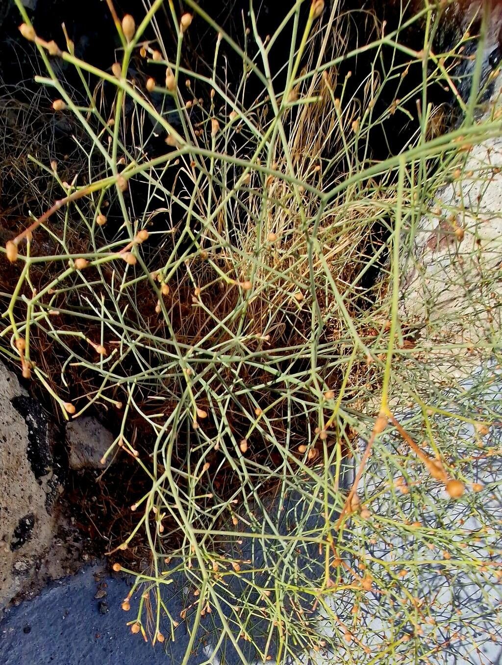 Alternanthera filifolia fruit