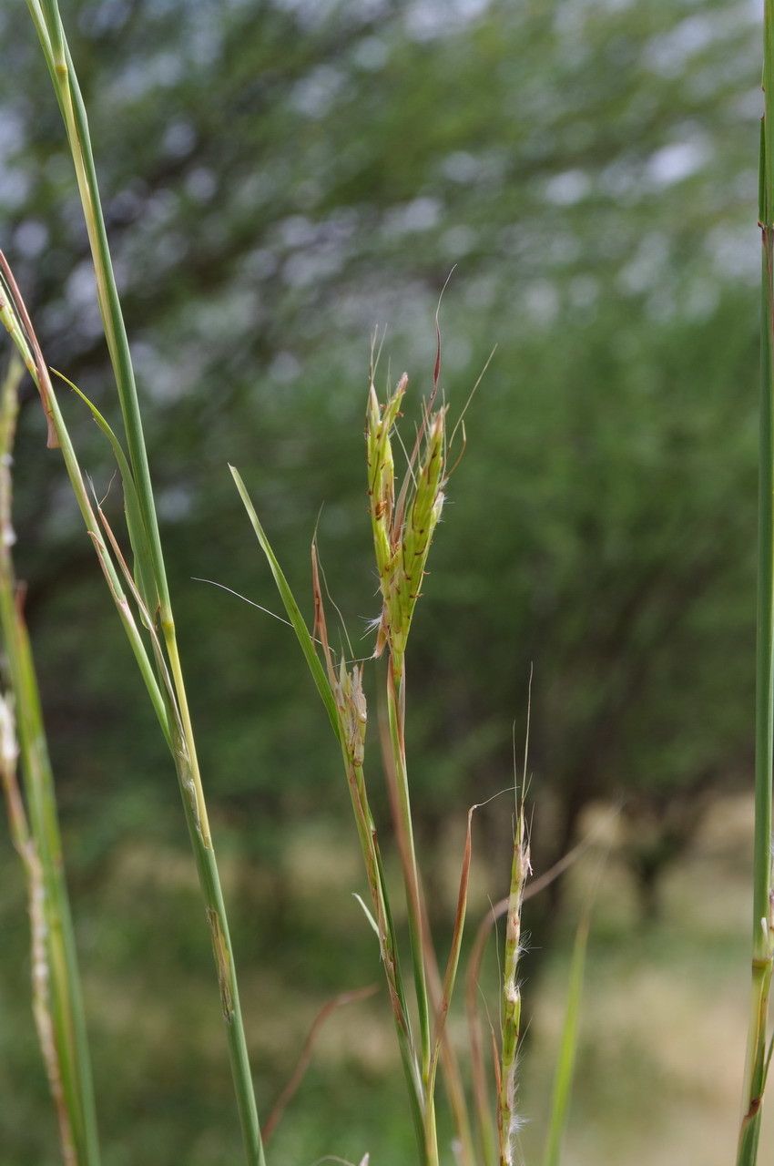 Andropogon gayanus flower