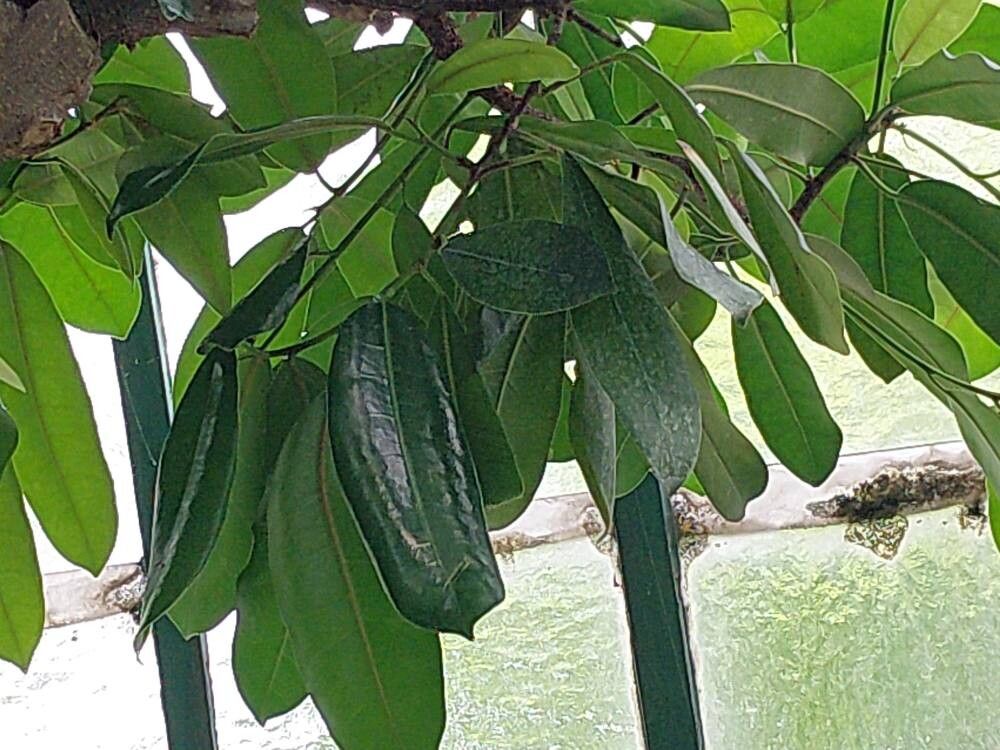 Ficus scott-elliottii — houseplant care guide