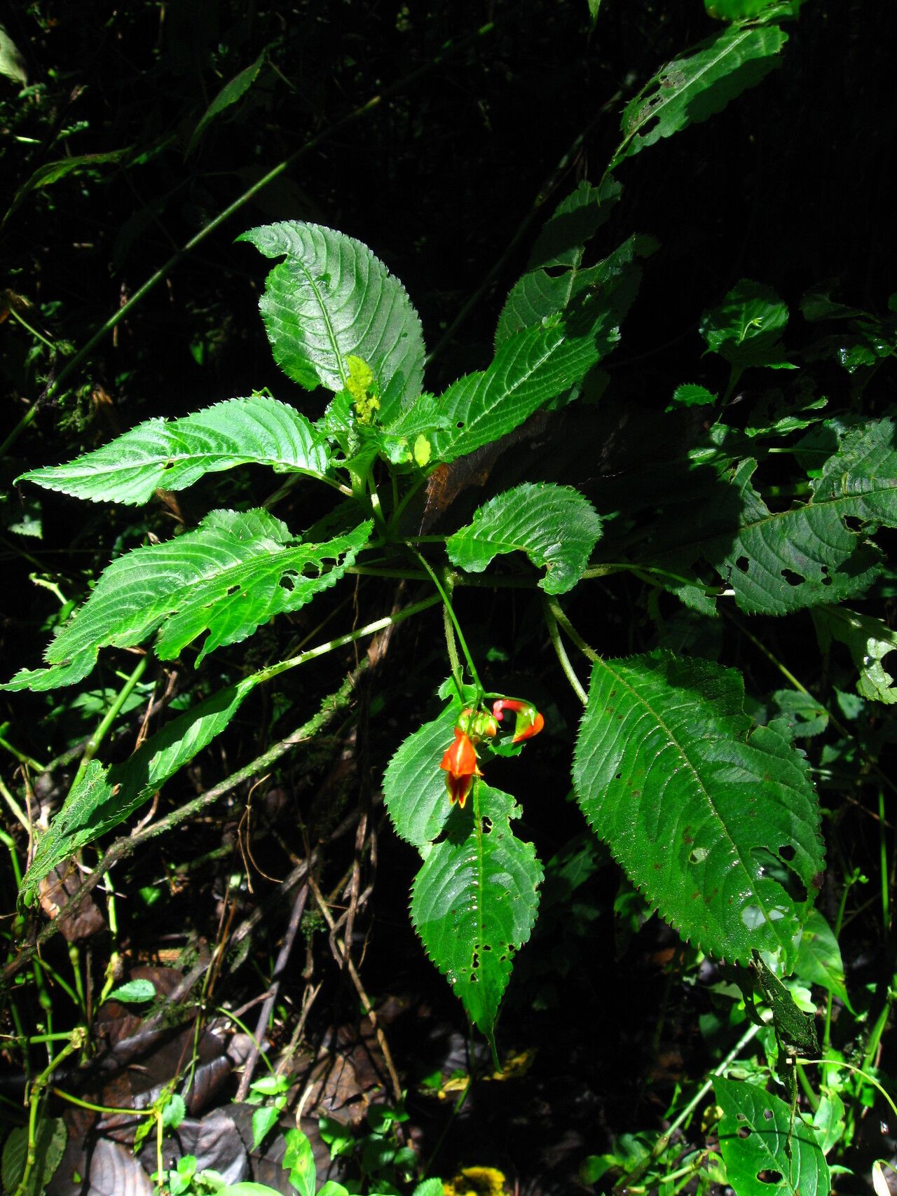 Impatiens sakeriana habit
