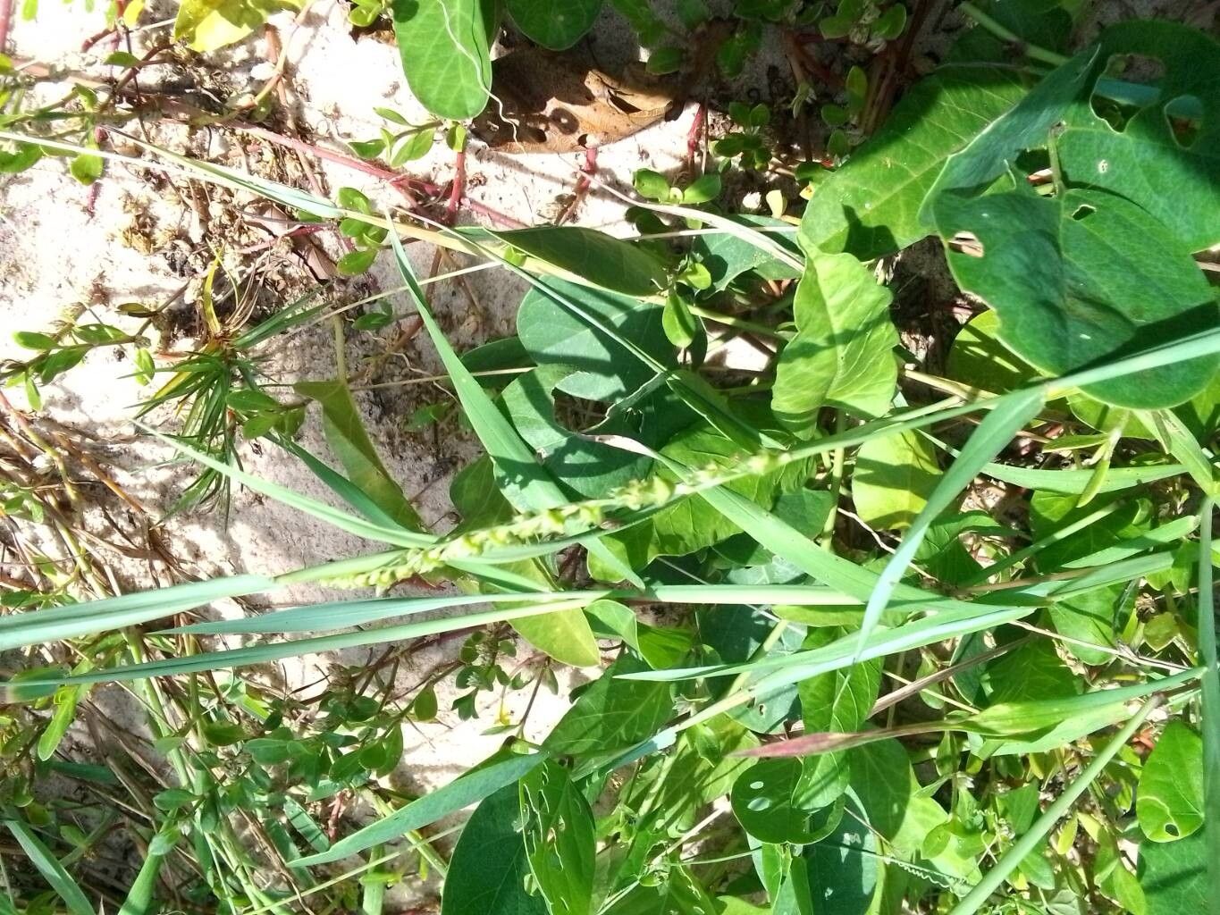 Eragrostis ciliaris flower