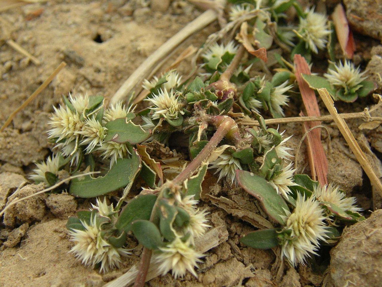 Alternanthera nodiflora flower