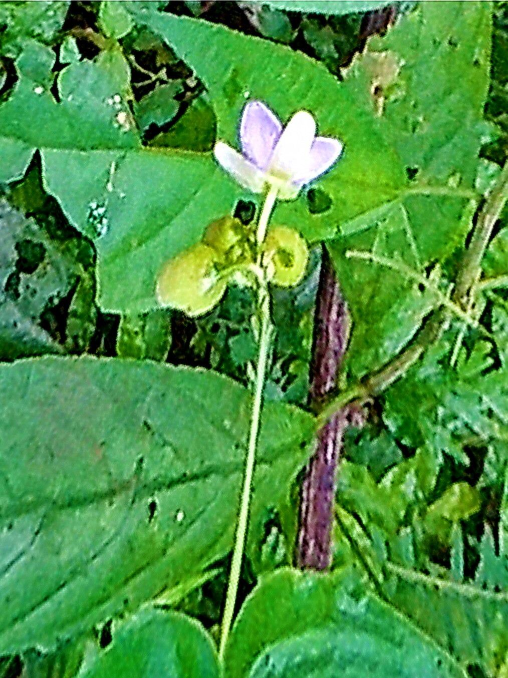 Tinantia leiocalyx — related species from the same genus