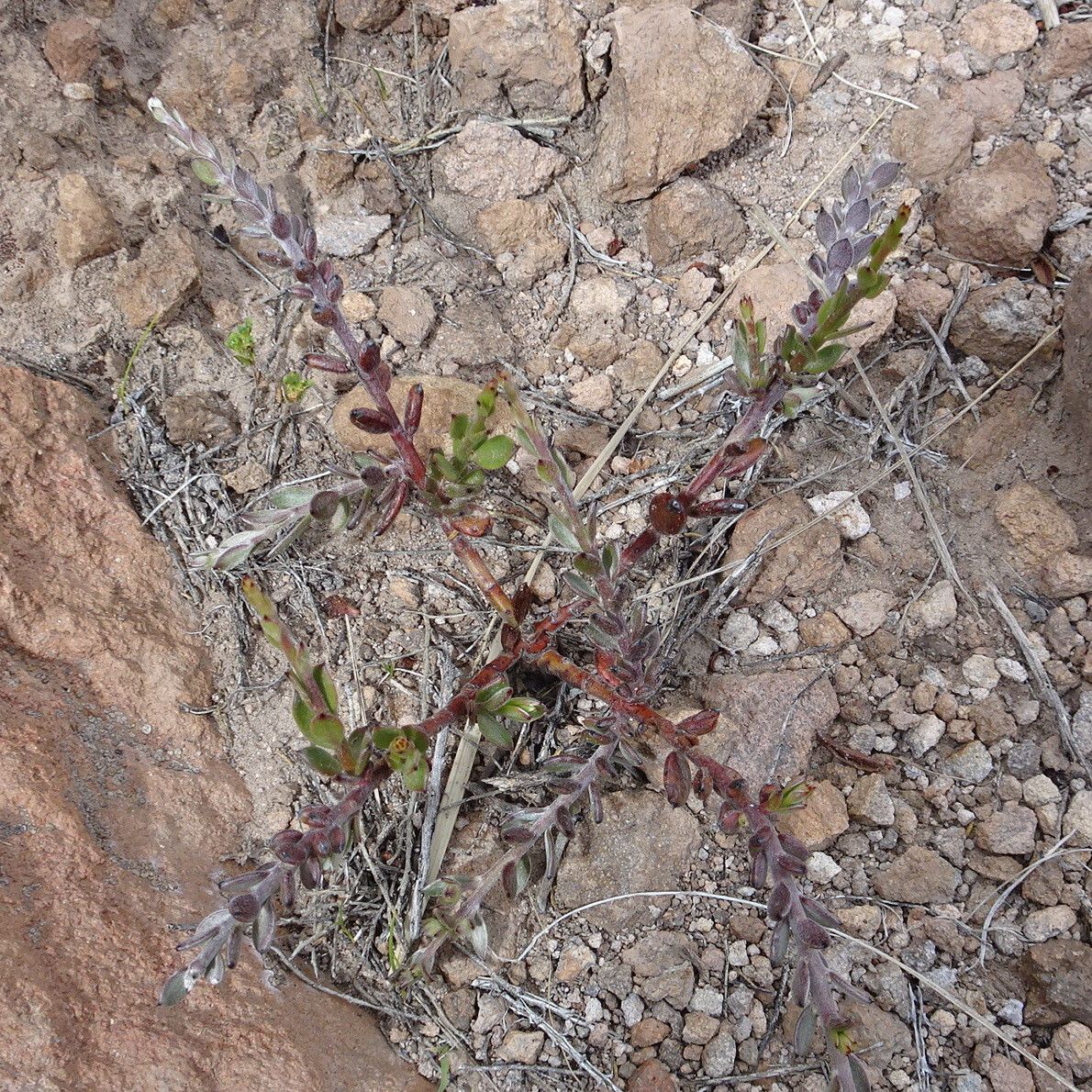 Krameria lappacea habit
