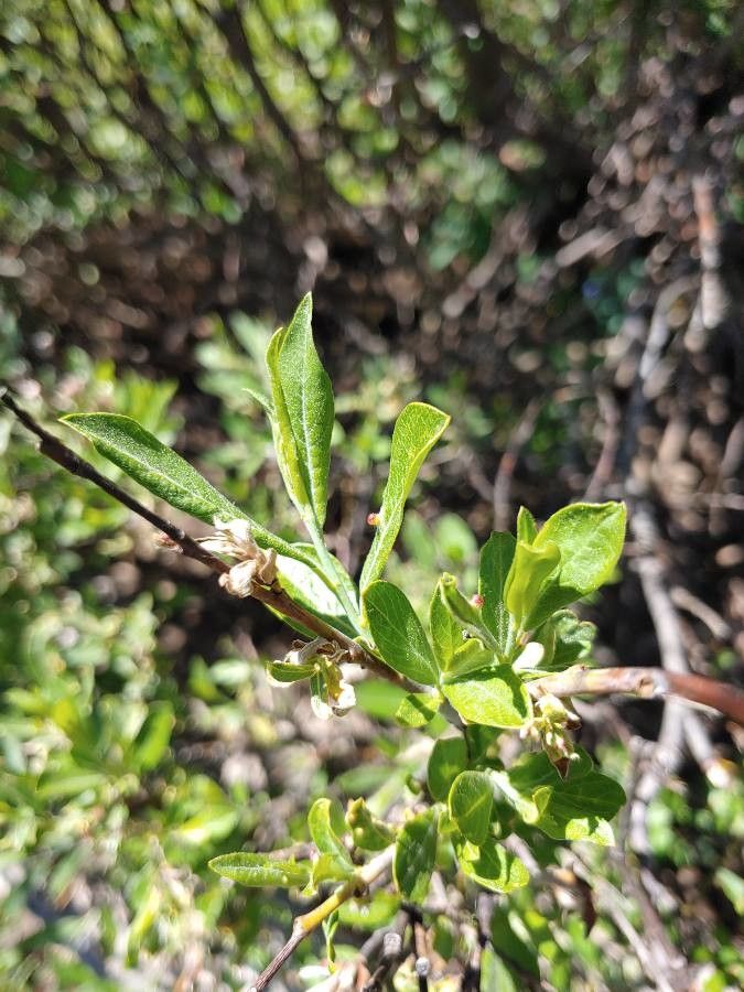 Salix commutata — search result for 'western Canada'