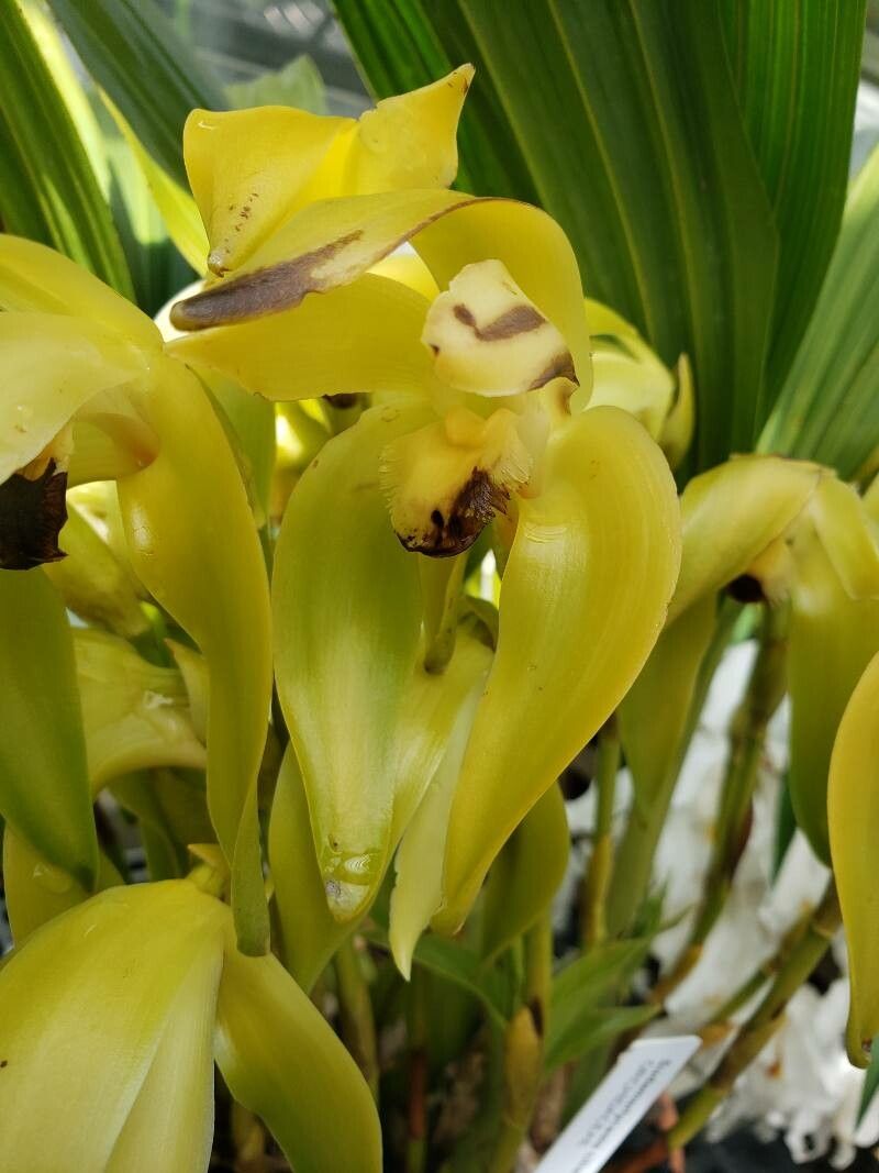 Sudamerlycaste ciliata flower