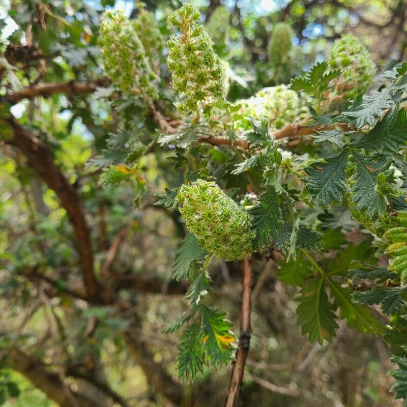 Leucosidea sericea flower