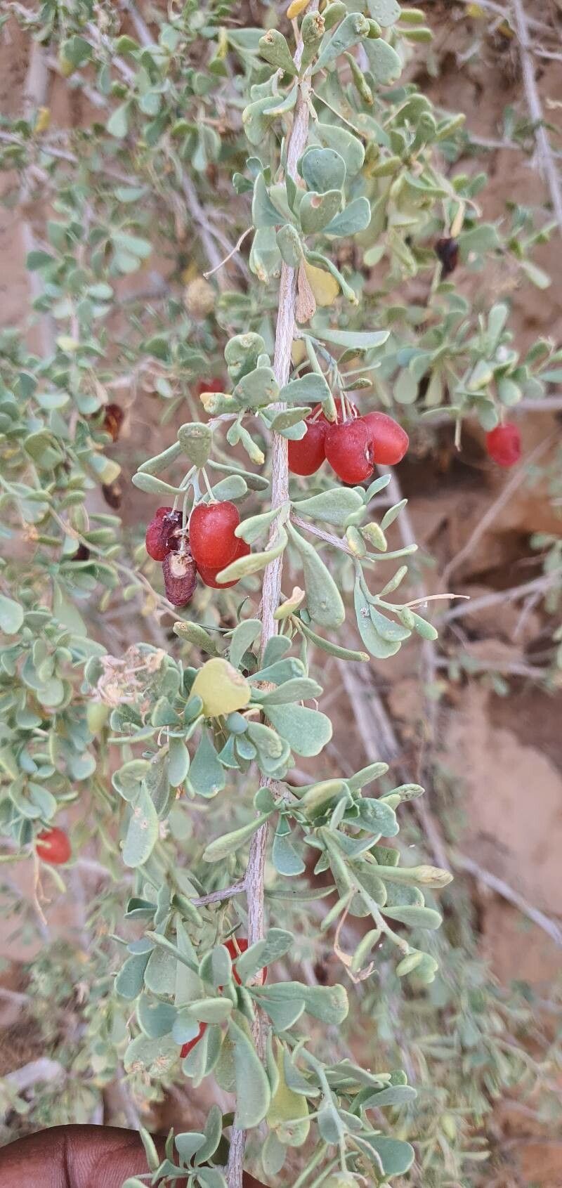Lycium pallidum fruit