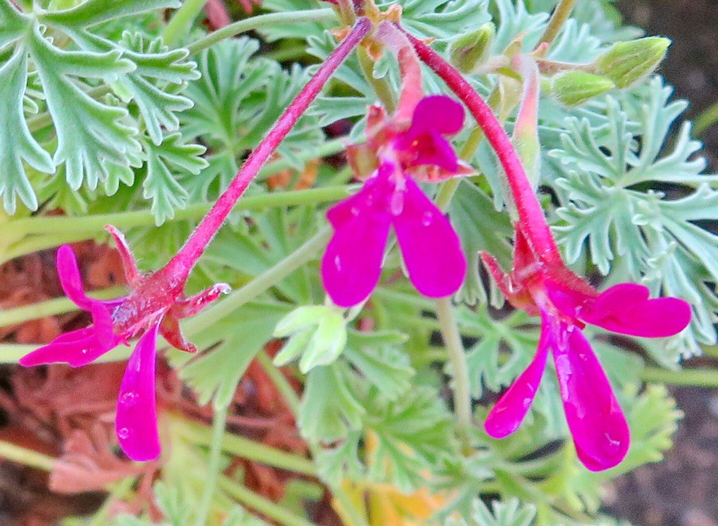 Pelargonium griseum flower