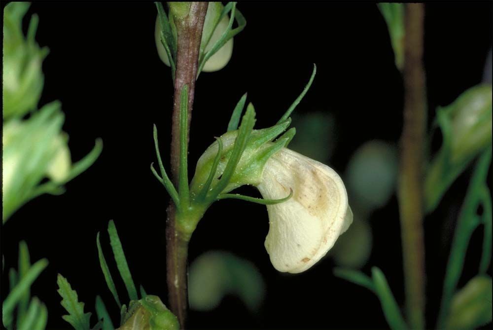 Pedicularis contorta flower