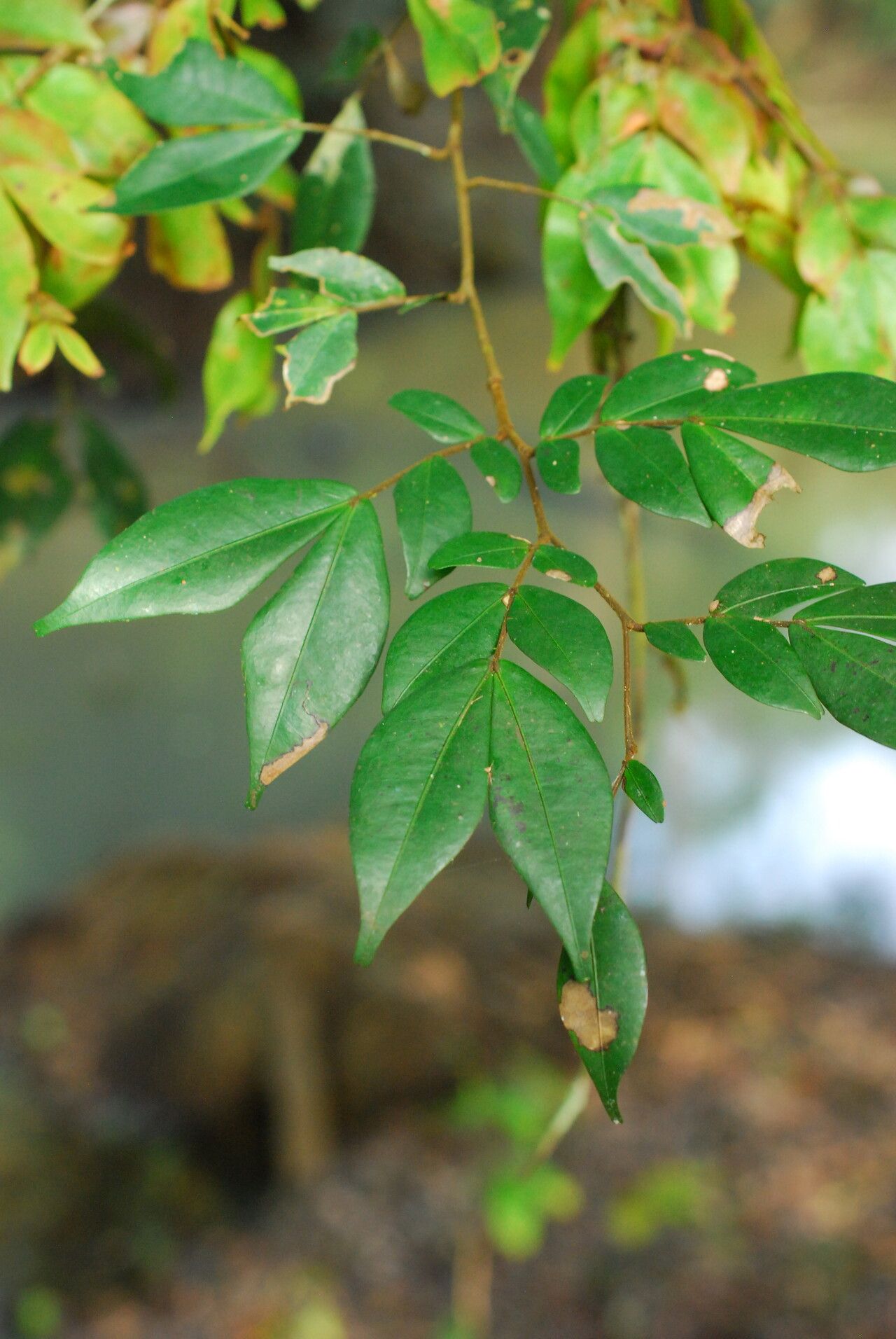 Cynometra mannii — houseplant care guide