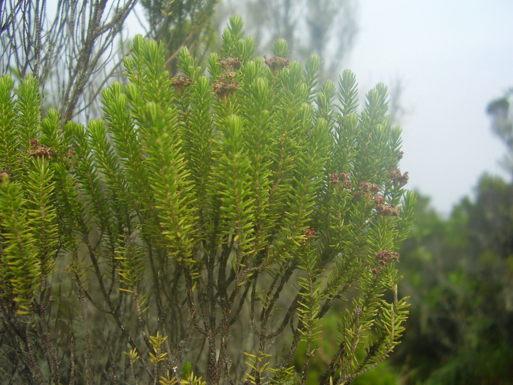 Erica thomensis habit