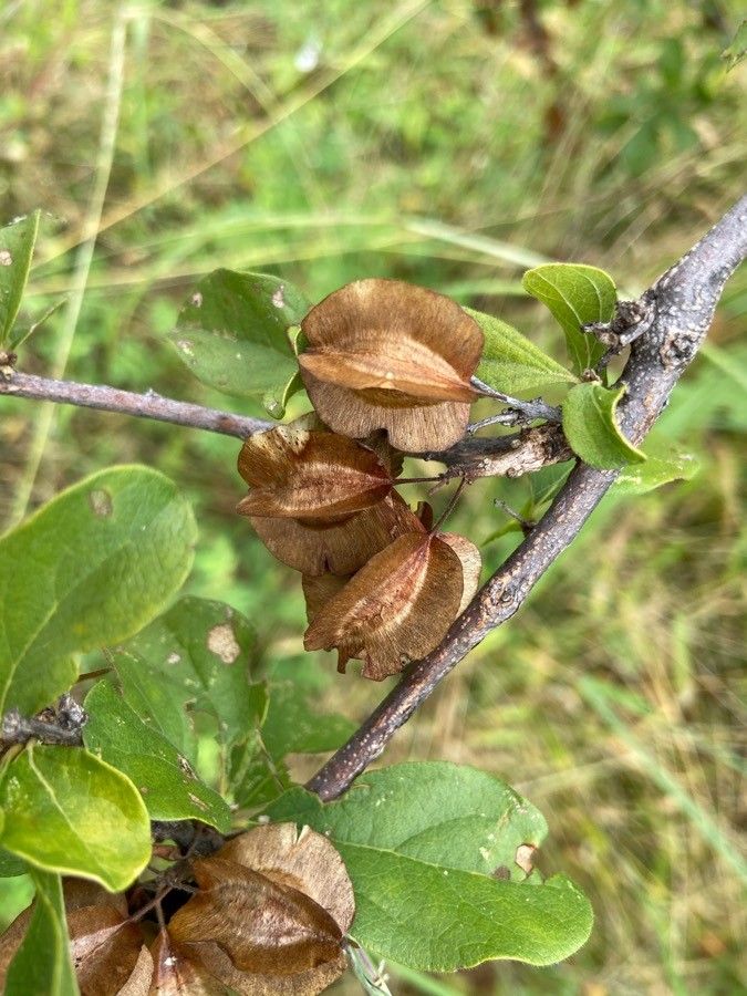 Combretum molle fruit