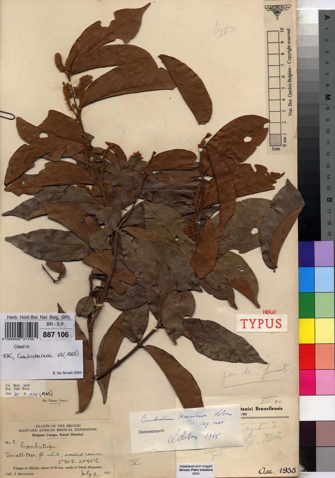 Combretum kasaiense — houseplant care guide