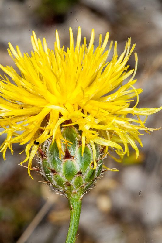Centaurea rupestris flower